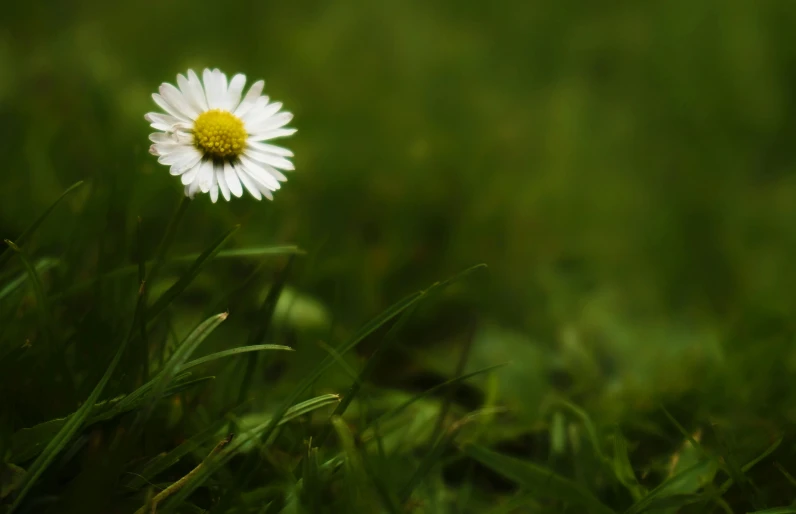 a single daisy is in a grassy area