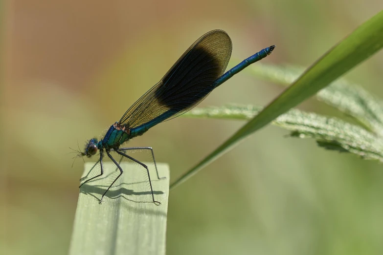 a bug on a wooden surface on the grass