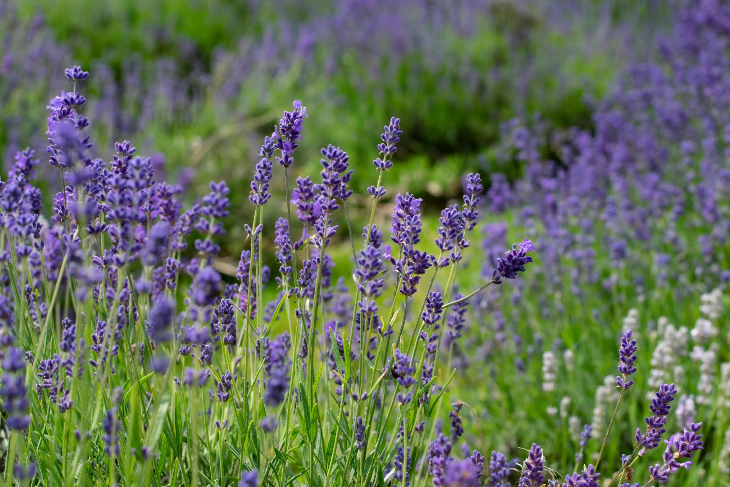 there are lots of different kinds of purple flowers