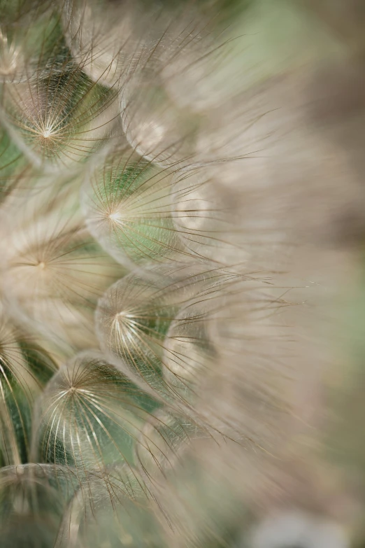 a dandelion that is sitting next to a green leaf