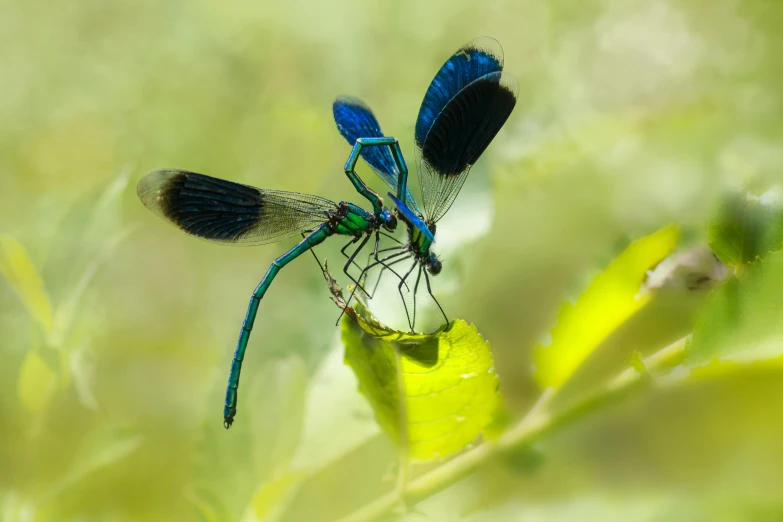 two blue dragonflies sitting on top of each other