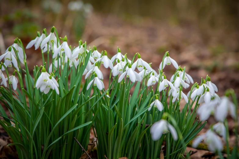 flowers and grass in an area with dirt