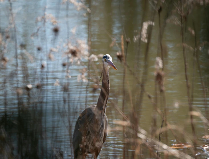 a large bird standing next to water on a field