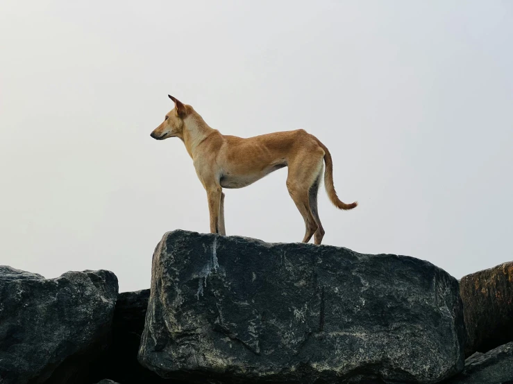 an animal standing on top of a rock