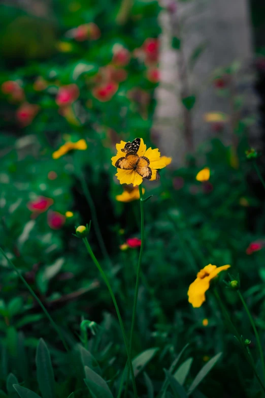 yellow flowers with some green leaves and pink ones in the background