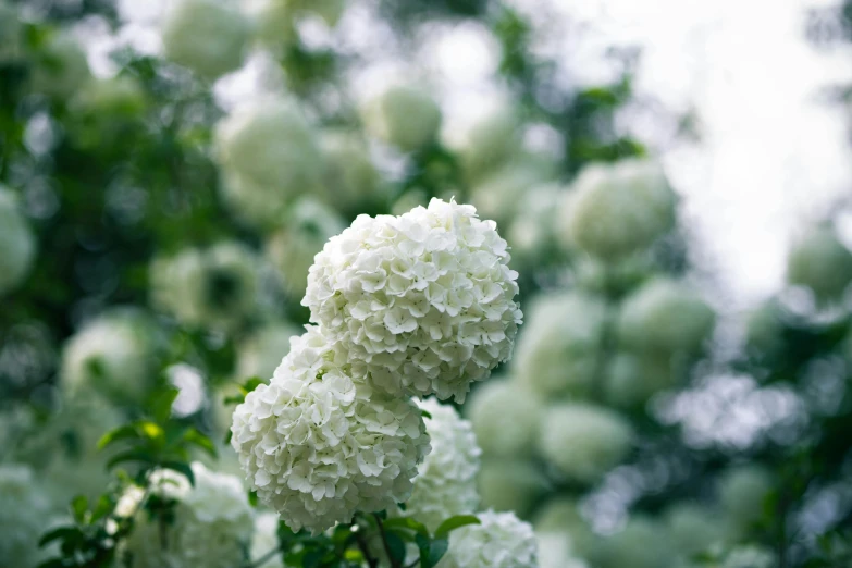 a cluster of flowers that are on the side of a tree