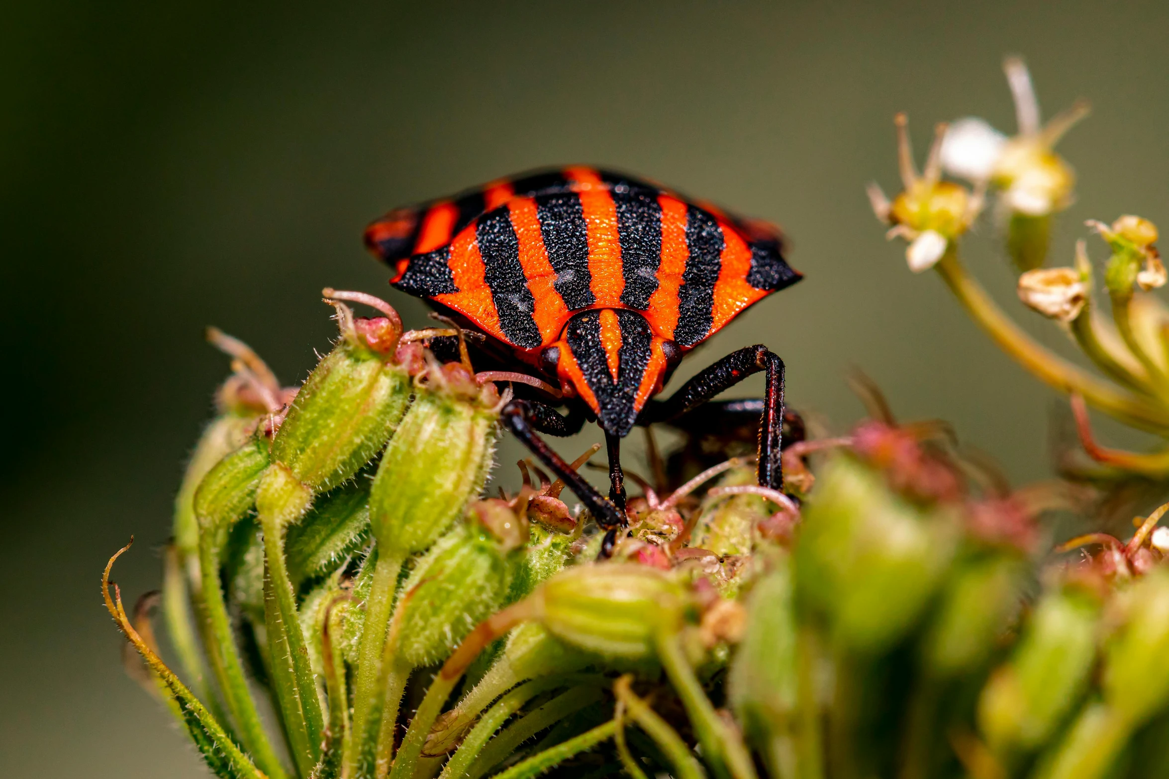 an orange and black insect is perched on a flower