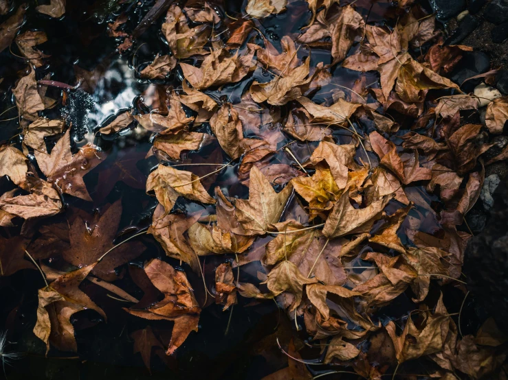 the leaves are floating in the water and in the dle