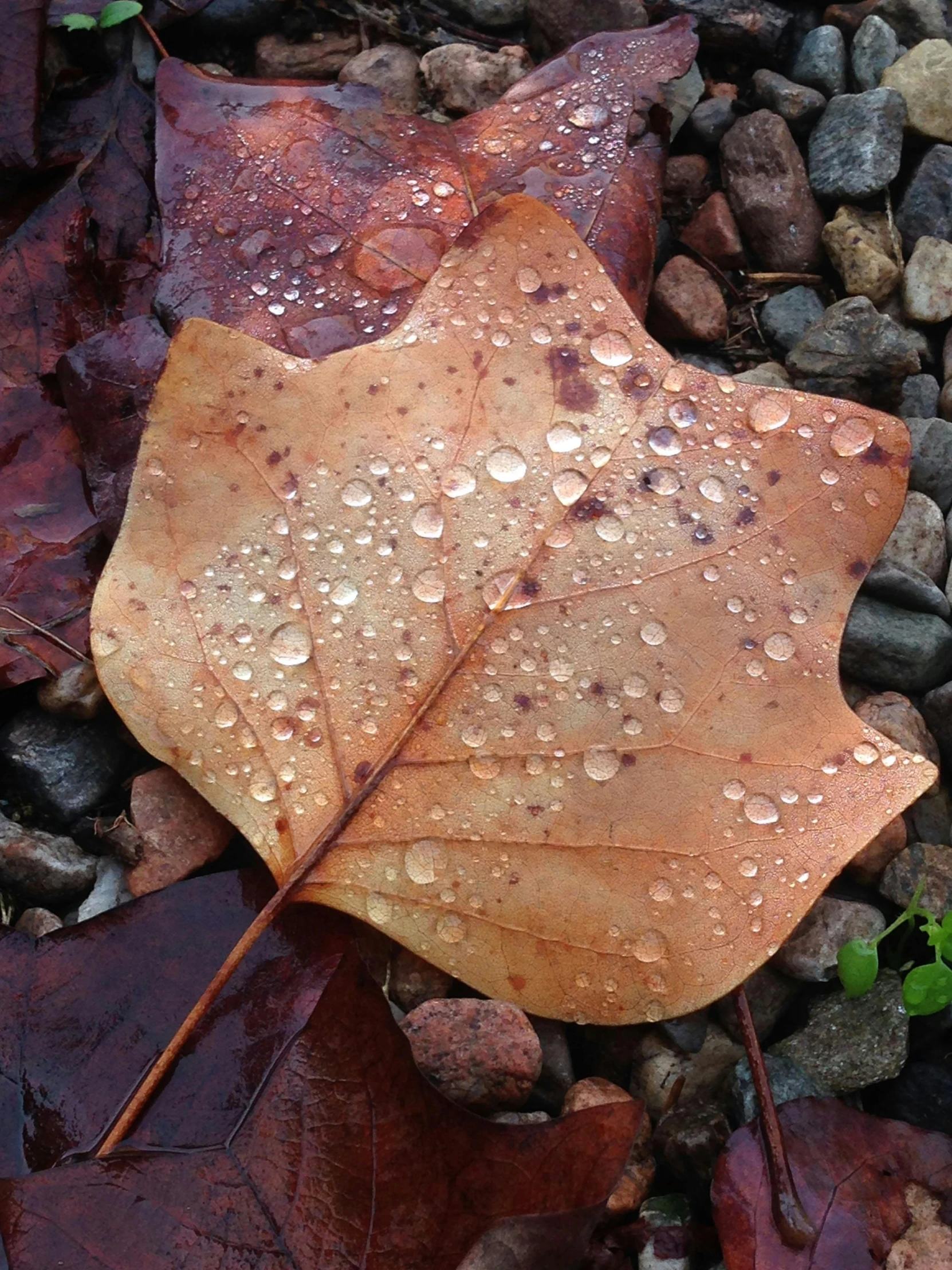 the wet leaf on the ground is brown and has a few drops