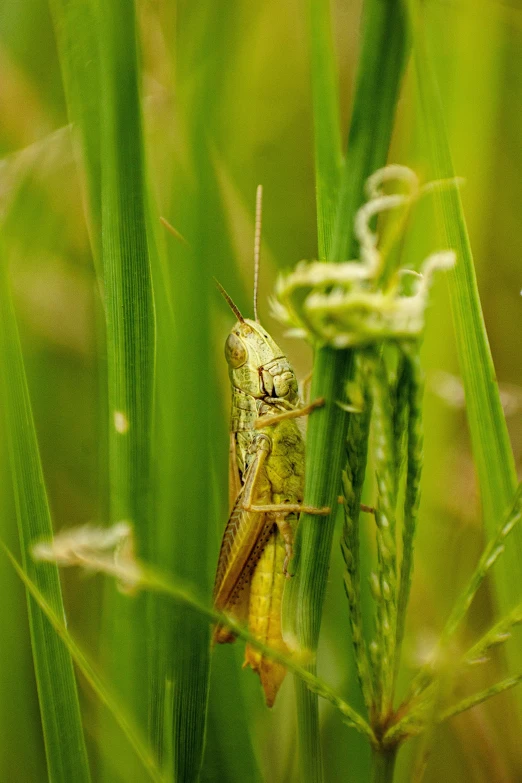 the grasshopper is standing on the tip of a blade of grass