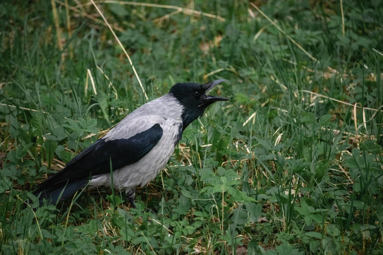 a crow sitting in the grass and eating some food