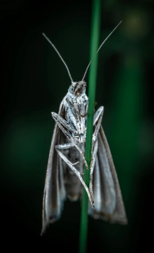 a small moth rests on a tall blade