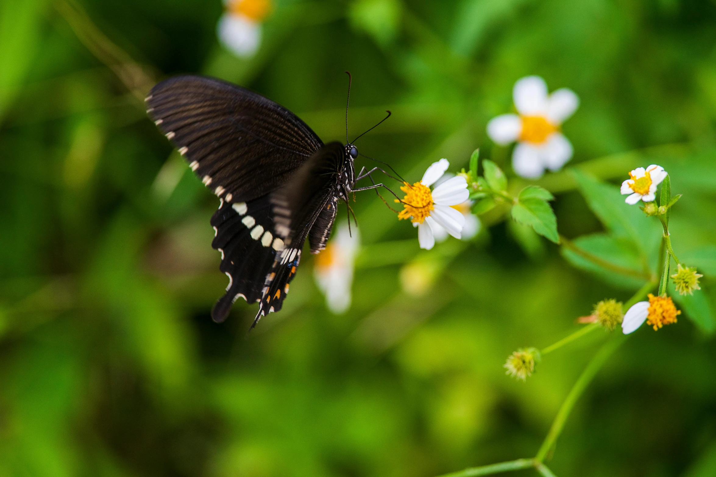 a black and white erfly flying over some flowers