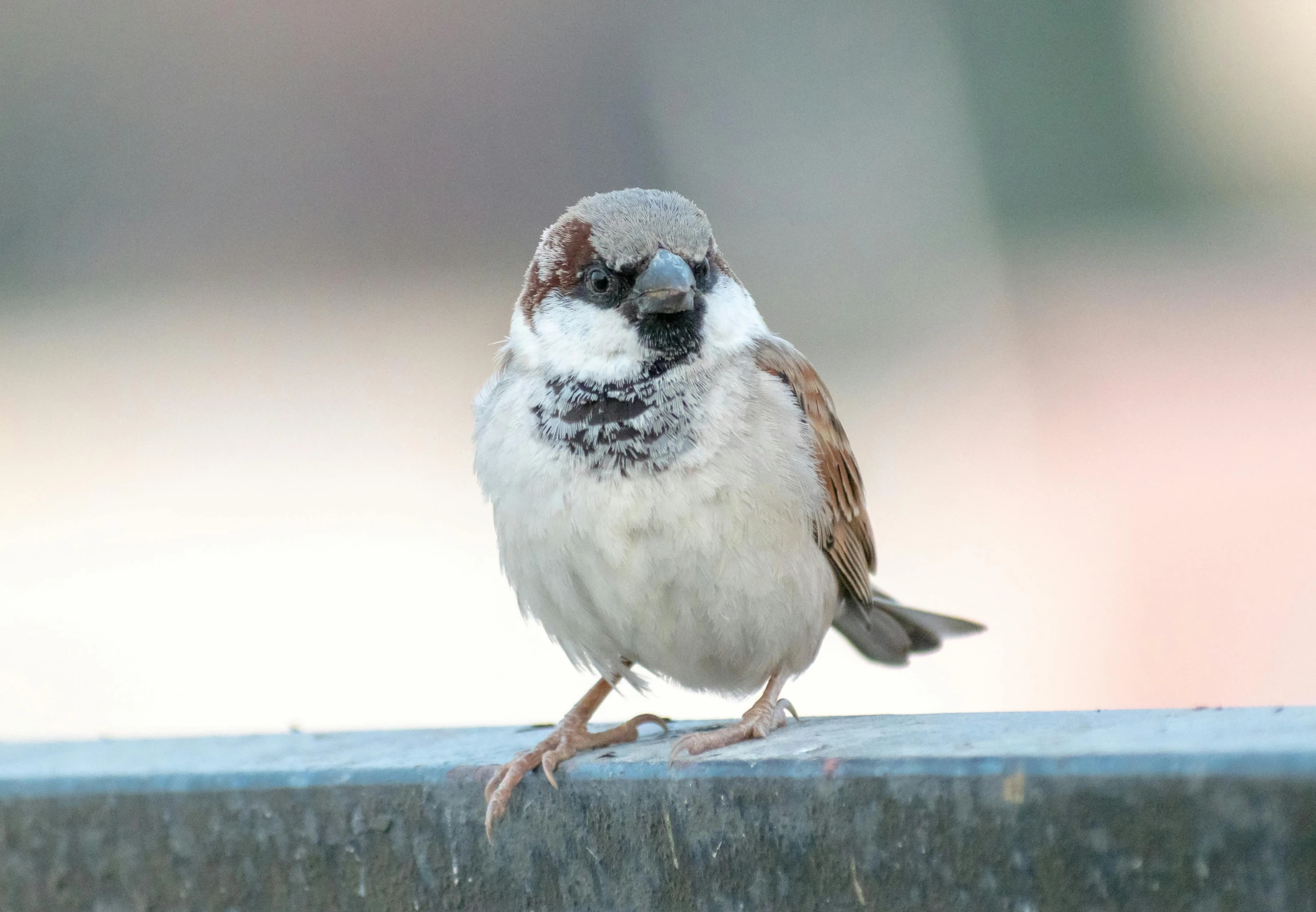 the small bird is standing on the ledge