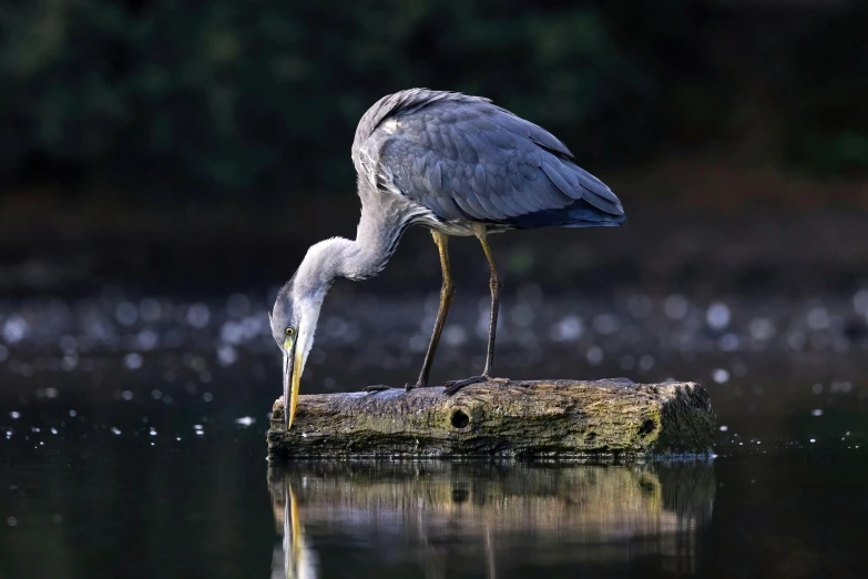 this is an image of a heron at rest