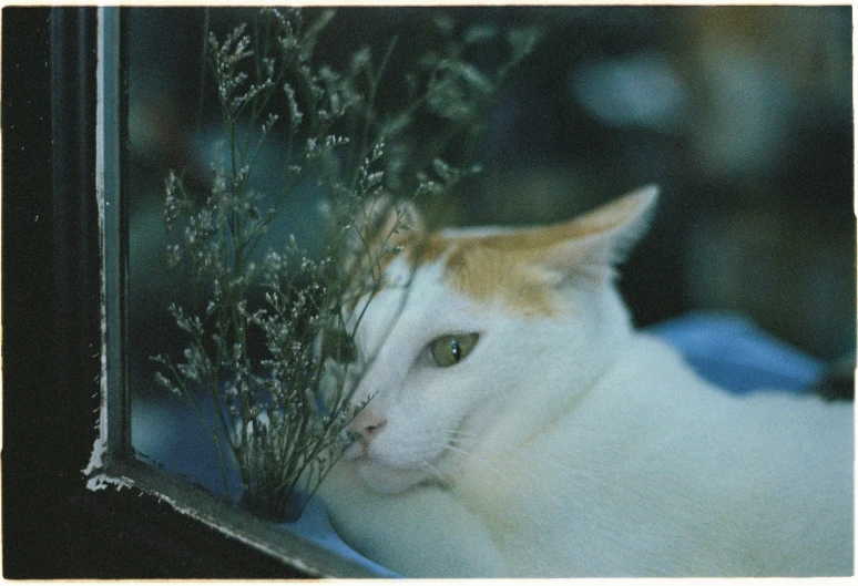 a white cat is peeking out from behind a bush