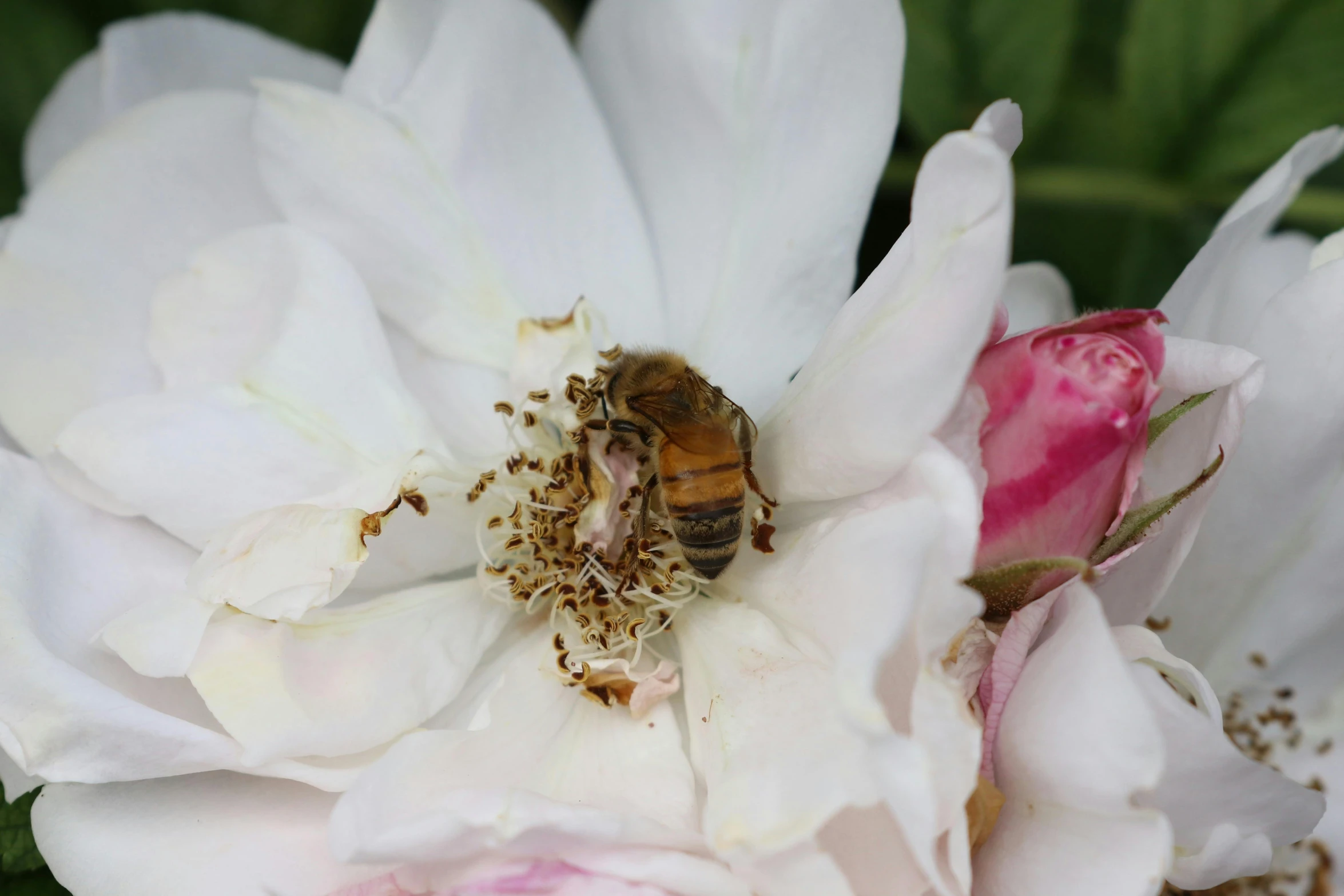 a close up view of a white flower