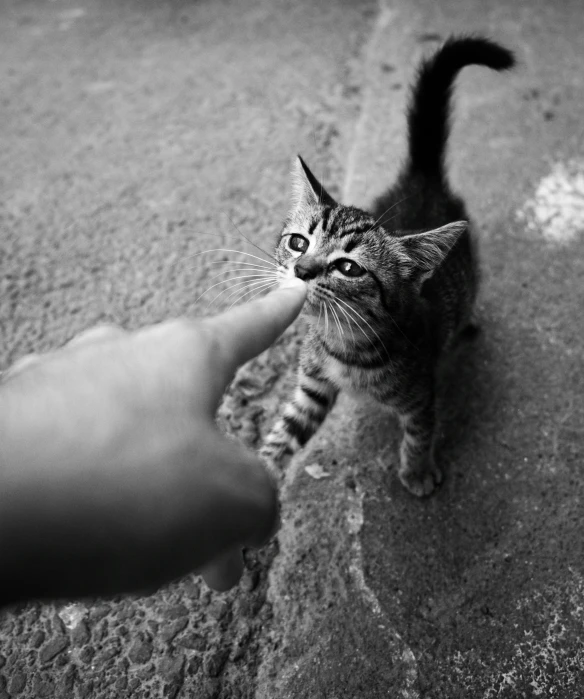 someone is petting a small cat in the sand