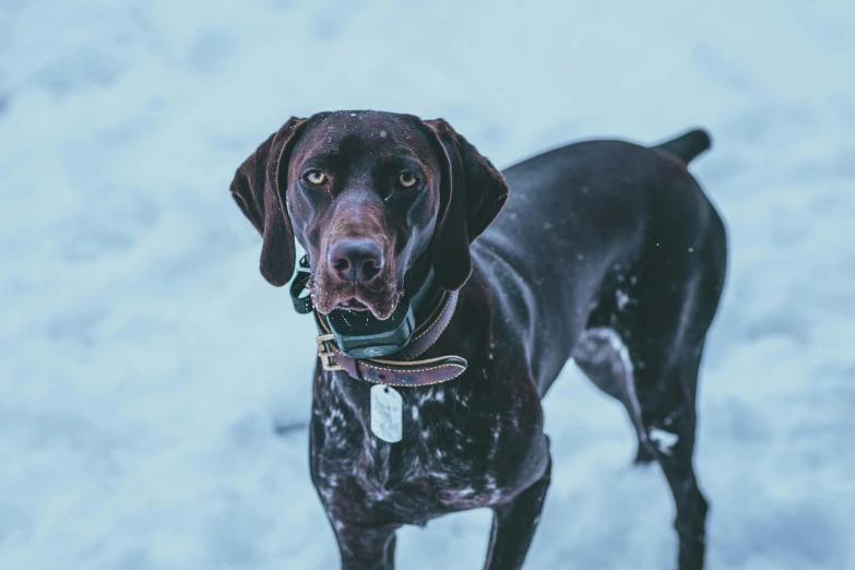 a black dog with a collar is standing in the snow