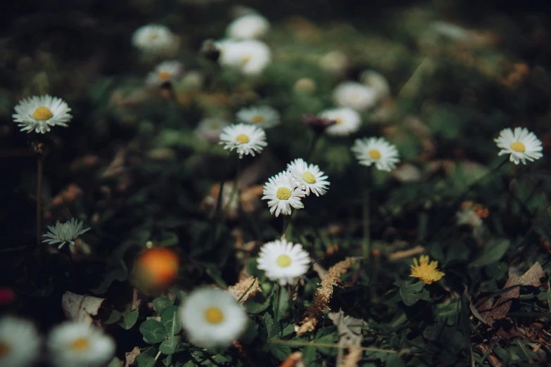 many daisies are on the ground among green grass