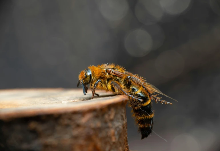 a yellow bee with a black body and legs sitting on top of a wooden stump