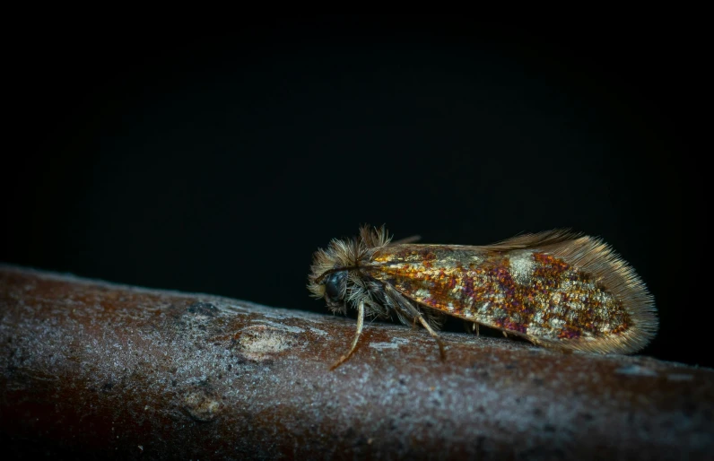 the close up image shows the brown and yellow insect