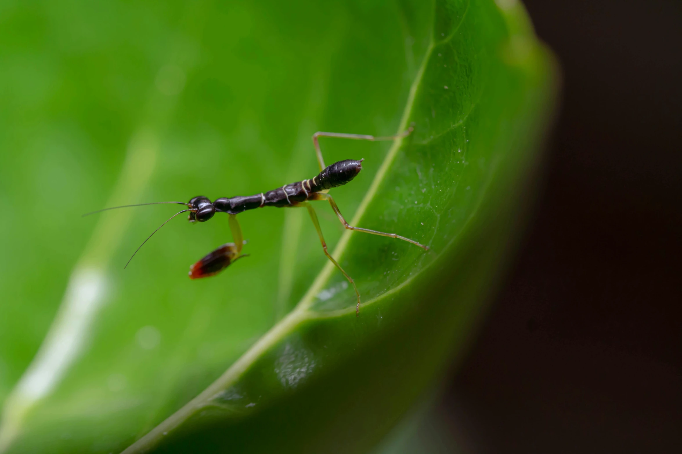 a black insect sitting on top of a green leaf