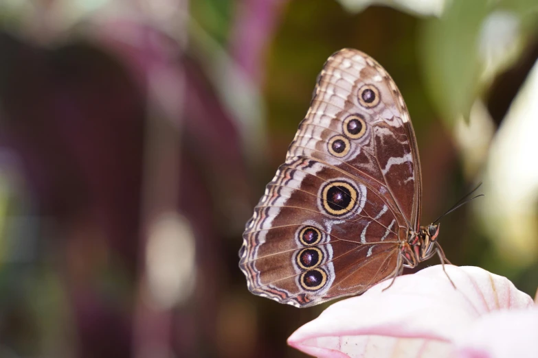 a close up of a erfly on a flower