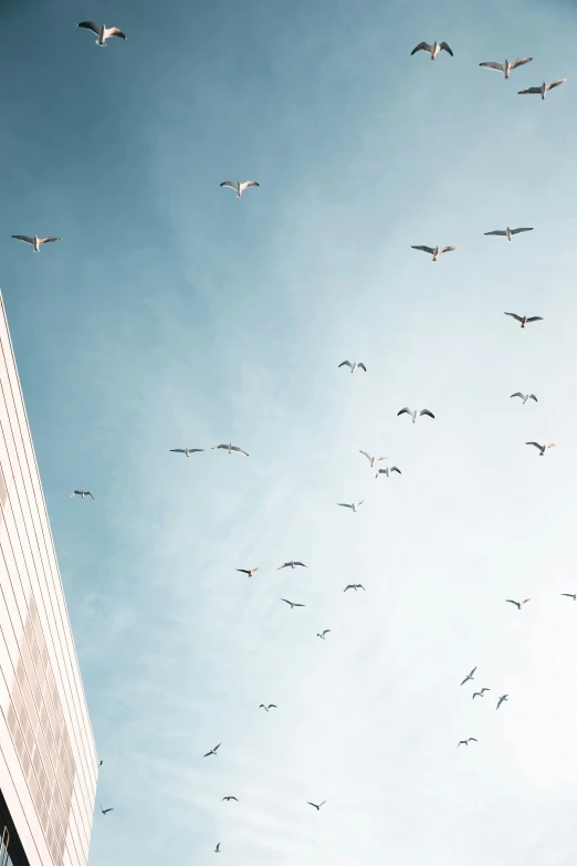 a group of birds flying in the sky