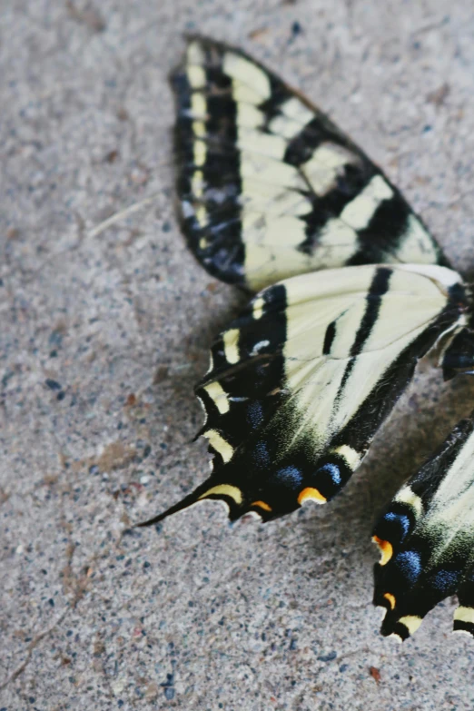 two black and yellow erflies on cement surface