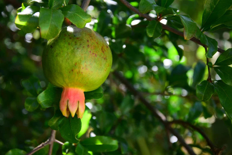 a ripe fruit is hanging from a tree