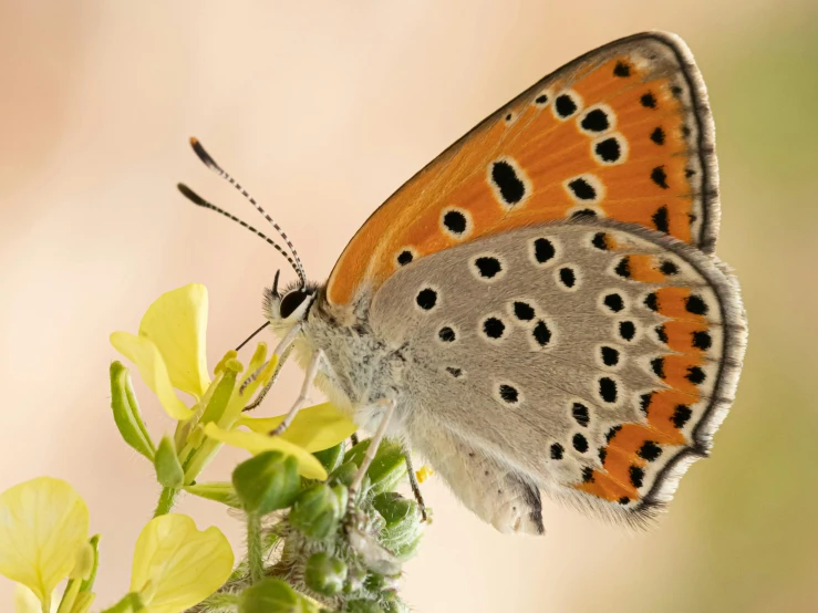 an orange and black erfly resting on the back end of a yellow flower