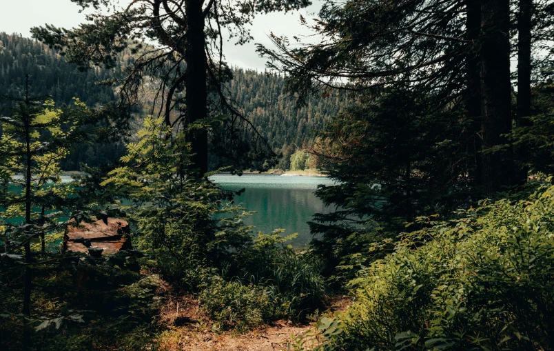 a scenic view from within a forest looking at water