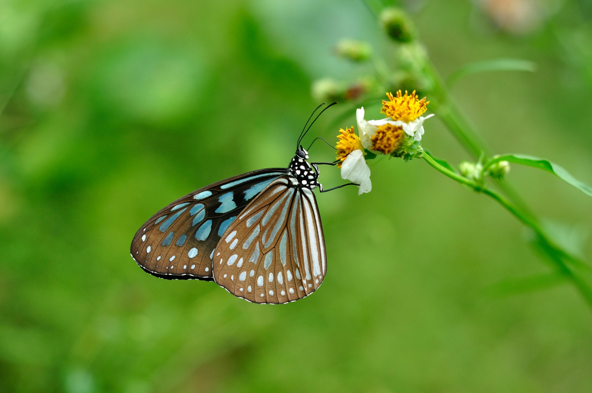 a close - up of an orange and blue erfly on a flower