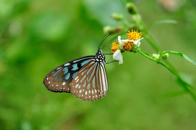 a close - up of an orange and blue erfly on a flower