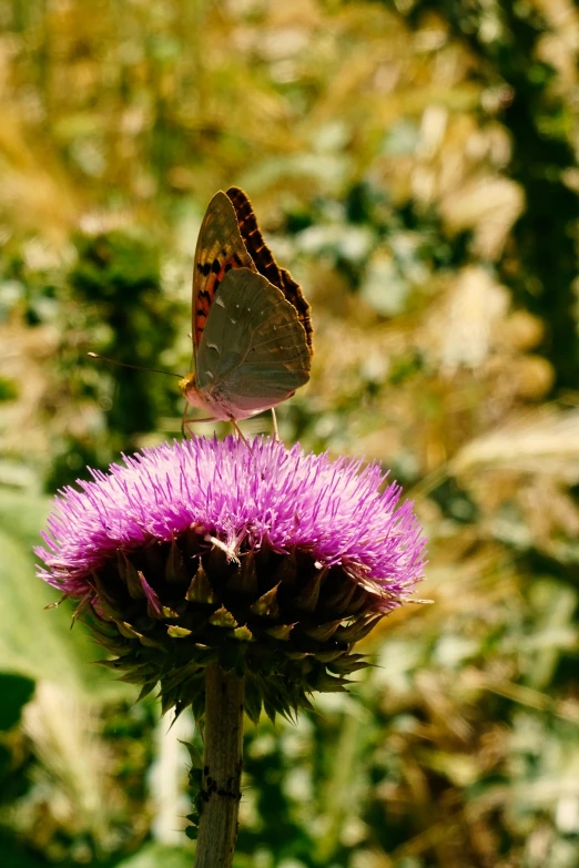 a erfly is resting on a thistle flower