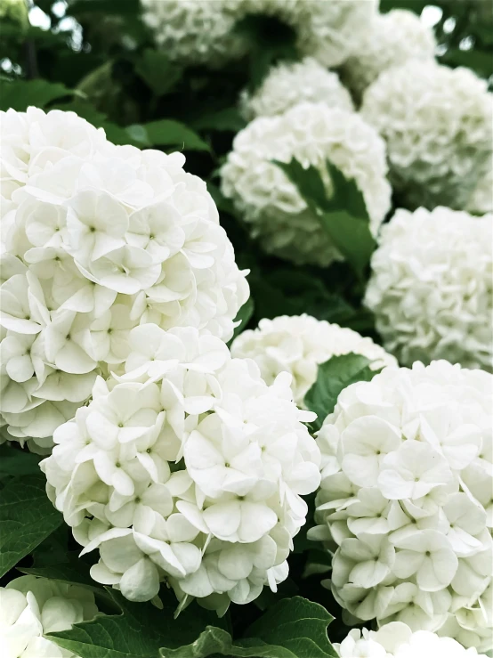 several white flowers growing on some green leaves