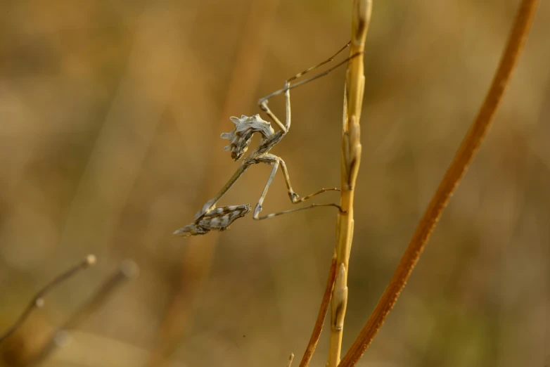 a bug sitting on the back of a dry plant