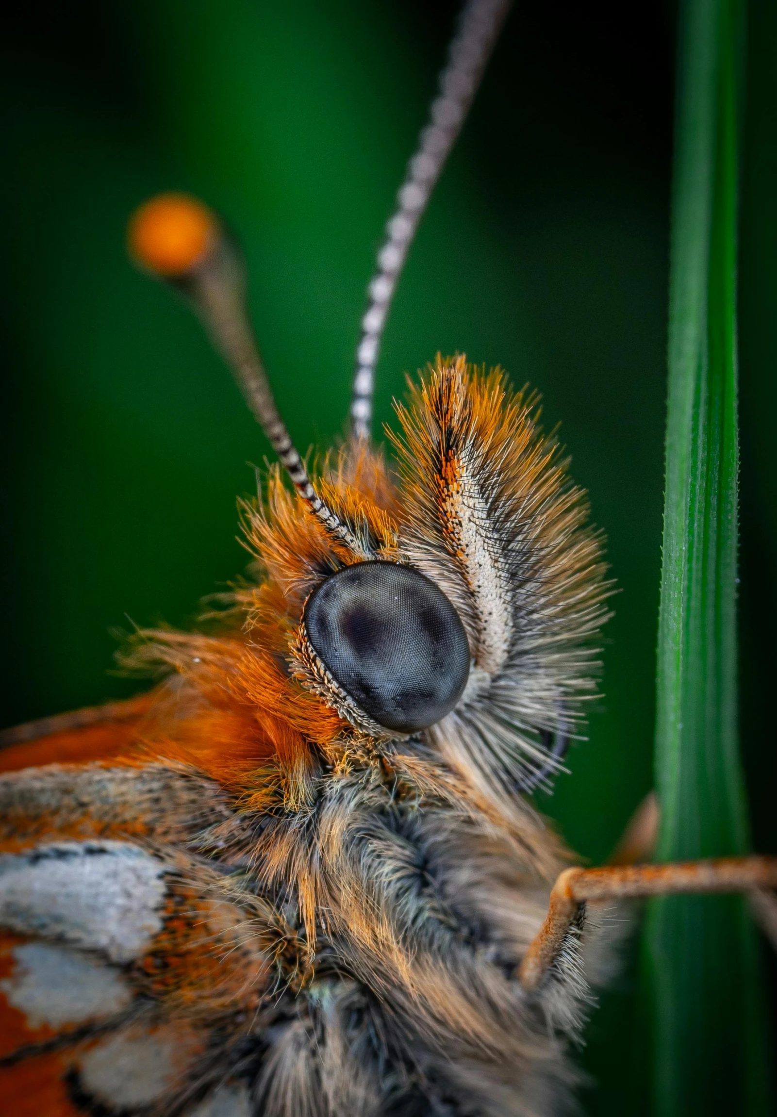 this orange and white erfly looks like he has one eye