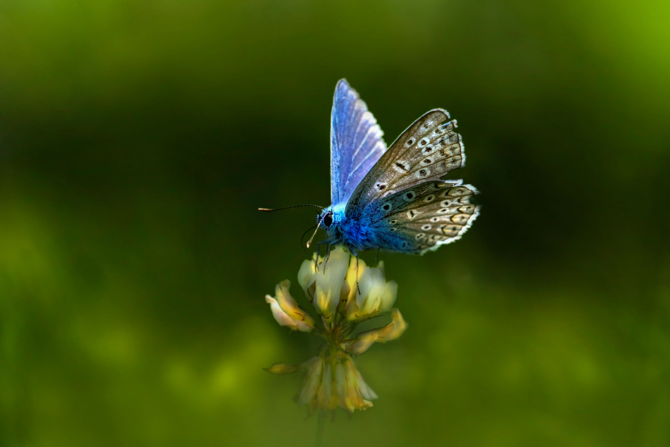 blue erfly with white tips on top of a flower