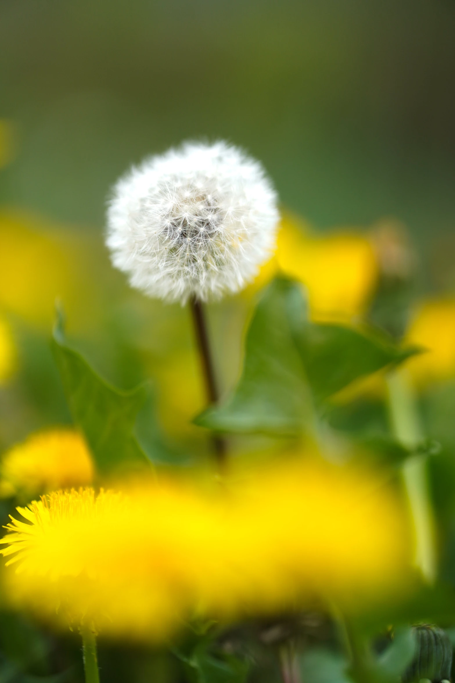 a close up image of a dandelion plant