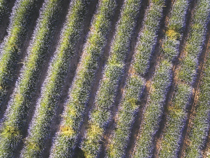 a field with many rows of different green grass