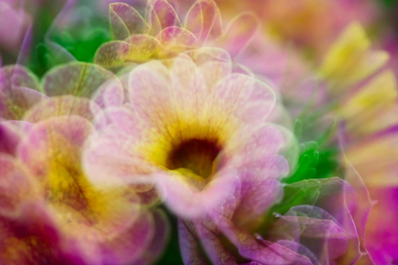 this is a closeup po of a colorful flower