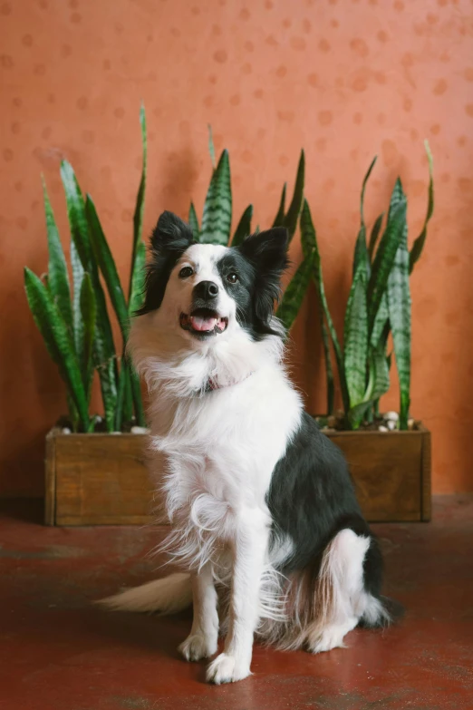 a black and white dog sitting on the ground