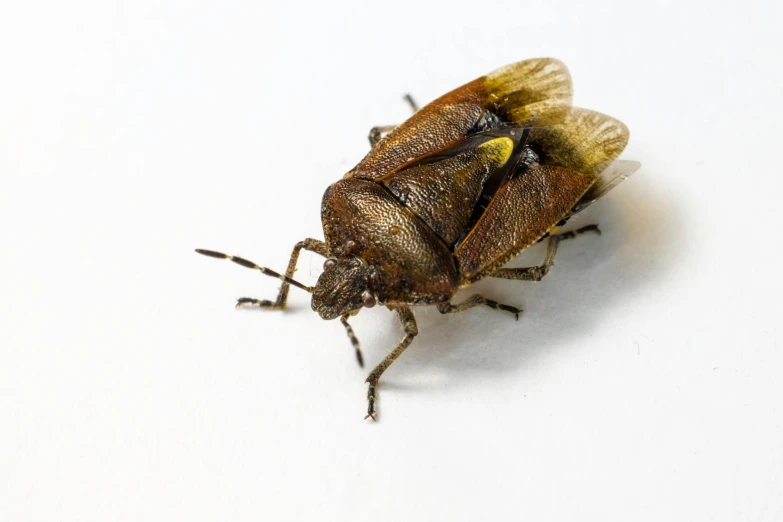 a close up of a bug with very small wings