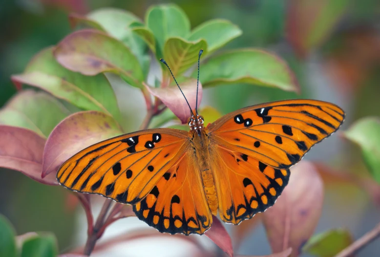 an orange erfly sitting on top of a leaf