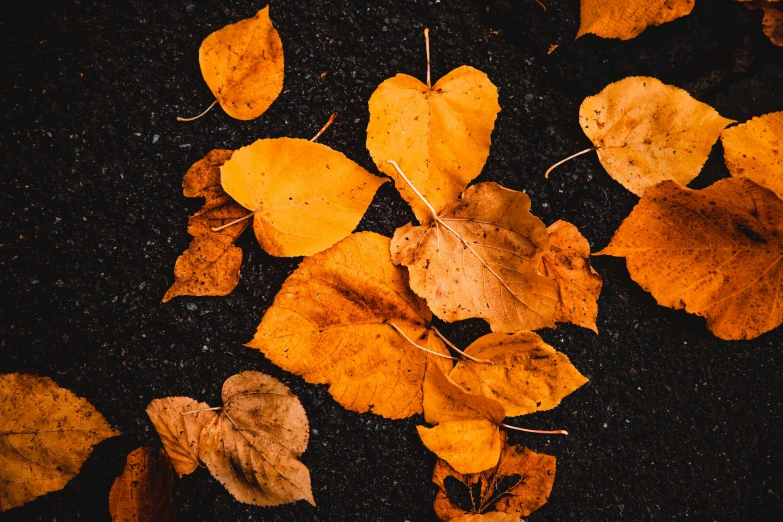 yellow leaves laying on the ground in the night