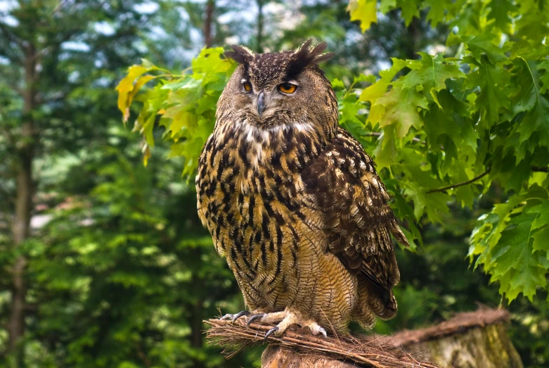 a brown and black owl sitting on top of a tree nch