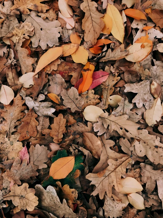 a group of leaves all over the ground