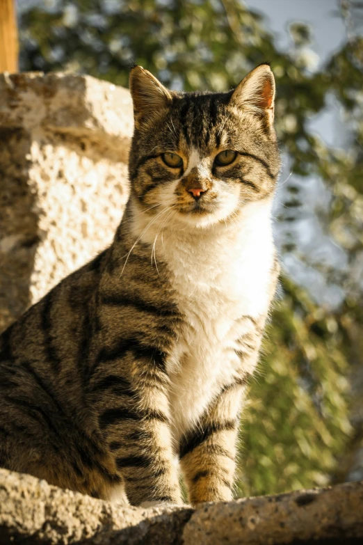 a cat is sitting on top of some rocks